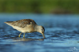 Long-billed dowitcher*