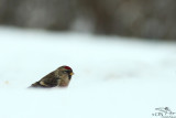 Mealy redpoll