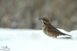 Redwing