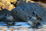 Harlequin duck