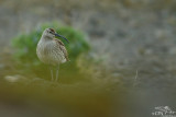 Whimbrel