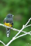 Violaceus trogon