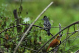 Barred antshrike (male above, female below)