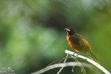 Crimson-backed tanager