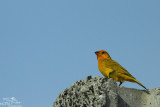 Saffron finch