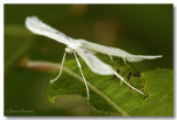 Papillon [Hellinsia Homodactyla]