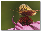 Argynne cyble