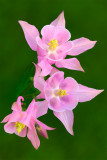 Pink Columbine