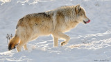 Loup gris / Gray Wolf