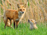 Renarde et renardeau / Red Fox and Kit