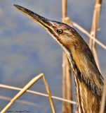 Butor dAmrique / American Bittern