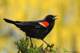 Carouge  paulettes (mle) - Red-winged Blackbird (male)