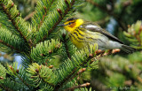 Paruline tigre / Cape May Warbler.jpg