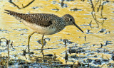 Chevalier solitaire / Solitary Sandpiper.jpg