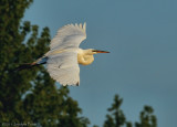 Grande aigrette / Great Egret