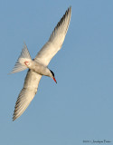 Sterne pierregarin / Common Tern