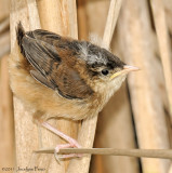 Troglodyte des marais (immature) / Marsh Wren (juvenile)