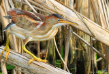 Petit blongios / Least Bittern