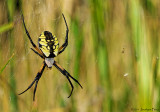 Argiope aurentia / Black and Yellow Garden Spider
