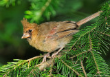 Cardinal rouge (juvnile) / Northern Cardinal (juvenile)
