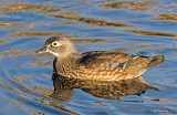 Canard branchu (femelle) / Wood Duck (female)