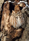Petit-duc macul (forme rousse) / Eastern Screech-Owl (Red Morph)