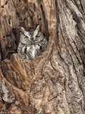 Petit-duc macul (forme grise) / Eastern Screech-Owl (Gray Morph)