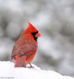 Cardinal rouge / Northern Cardinal