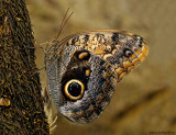 Papillon chouette / Owl Butterfly / Caligo eurilochus