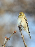 Chardonneret jaune / American Goldfinch