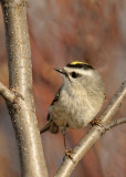 Roitelet  couronne dore / Golden-crowned Kinglet