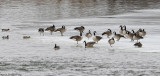 Bernaches du Canada et canards dAmrique / Canada Geese and American Wigeons