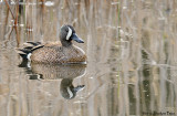 Sarcelle  ailes bleues / Blue-winged Teal