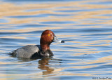 Fuligule  tte rouge / Redhead