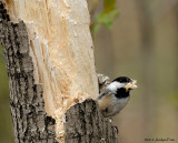 Msange  tte noire creusant son nid / Black-capped Chickadee digging its nest