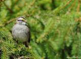 Bruant  gorge blanche / White-throated Sparrow