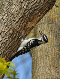 Pic chevelu mle nourrissant ses oisillons / Male Hairy Woodpecker feeding its chicks