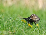 Carouge  paulettes (femelle) / Red-winged Blackbird (female)