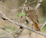 Grive solitaire / Hermit Thrush