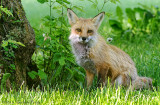 Renard roux (mle) / Red Fox (Male)