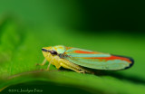 Cicadelle multicolore / Candy-striped leafhopper