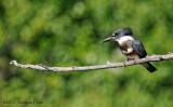 Martin-pcheur dAmrique (femelle) / Belted Kingfisher (female)