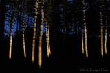 Ombres et lumires dans la pinde du Jardin japonais / Lights and Shadows in the Pine Forest of the Japonese Garden