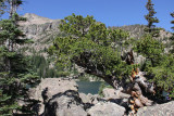 Ancient pine at Lake Hayiyaha