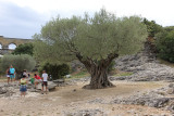 IMG_4025.jpg ancient olive tree