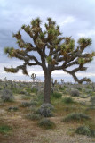 Joshua Tree