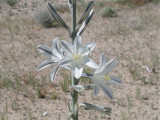 Desert Lily