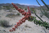 Ocotillo