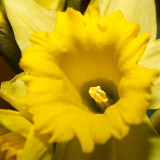 2011-02-22 Yellow