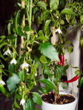 2011-04-02 Growing chilli in my windowsill